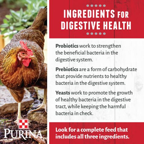 Keep your Bird’s Digestive System Healthy