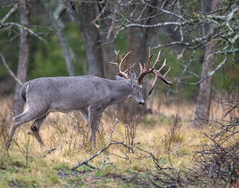 Deer walking in a wooded area