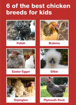 Kids and chickens can be best friends