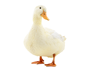 Commercial Poultry Duck Image