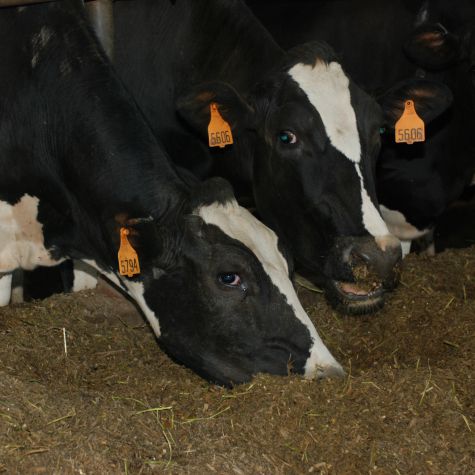 image of two dairy cows eating