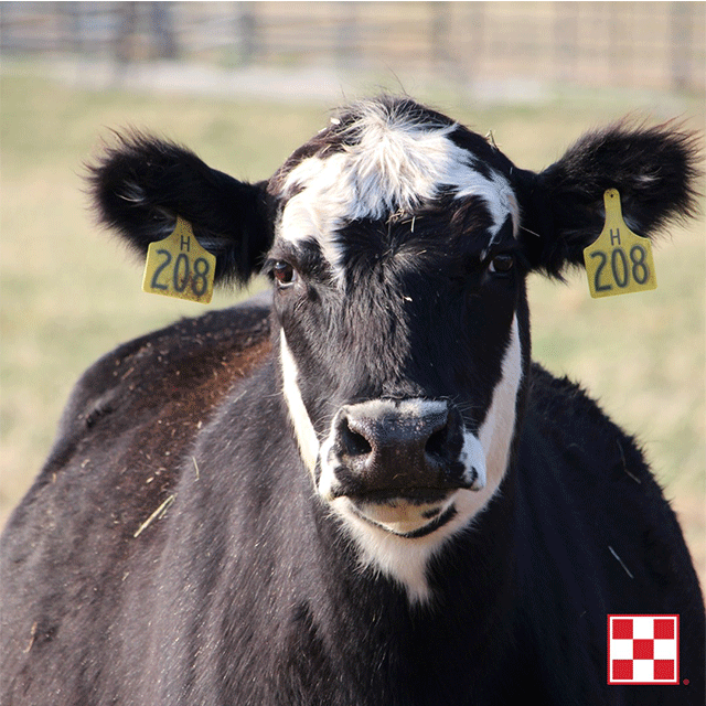 Black and white cow with ear tag