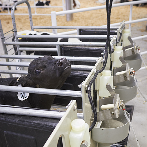 Young Holstein dairy calf drinks from an automatic calf feeder in a row of five automatic feeders.