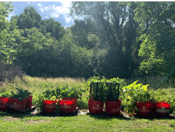 Christiansen Tub Garden