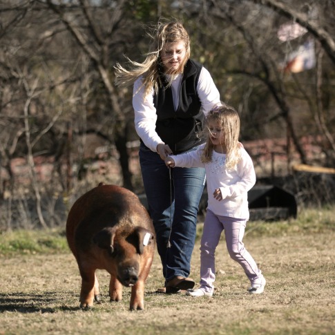 Showring success begins by developing a nutrition program and choosing the right show pig starter feed