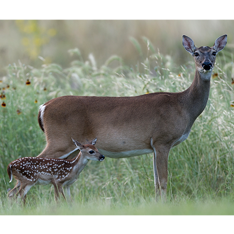 Doe with fawn
