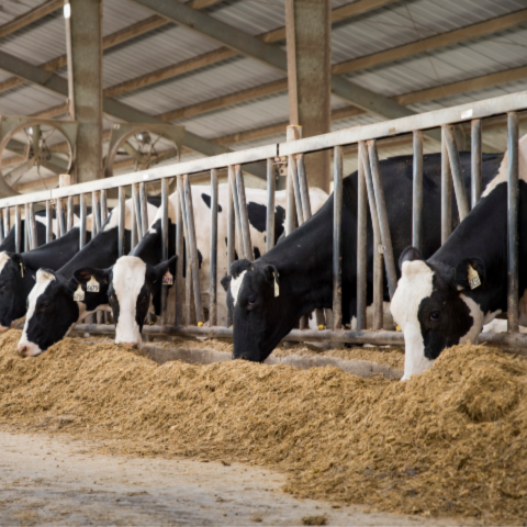 Holstein cows eating feed from the feed bunk.
