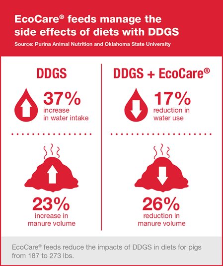 How EcoCare feeds reduce manure volume and water intake when feeding distillers dried grains