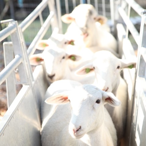 Five white sheep standing in an alleyway.
