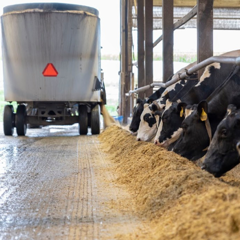 Holstein dairy cows eating a total mixed ration while a feed mixer delivers feed to the bunk. 
