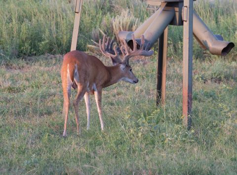 Deer standing in front of a feeder.