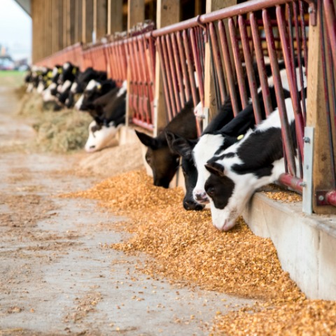 Holstein dairy calves eating calf starter. 