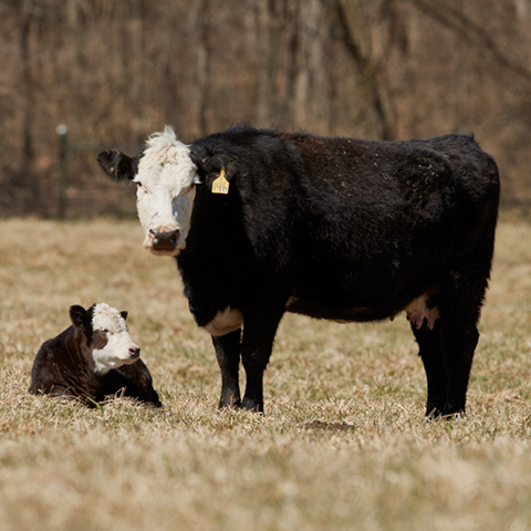Black baldy cow/calf pair in a declining fall pasture.