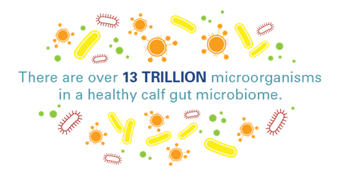 image of drawn colorful microorganisms 
