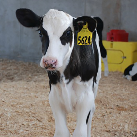 Pasteurizing waste milk can reduce bacteria in calf nutrition. 