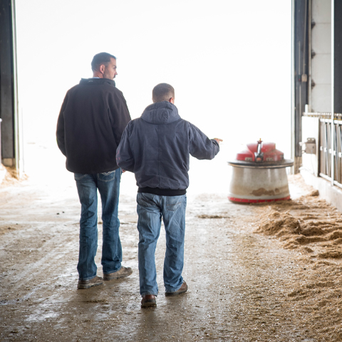 Two men walking through dairy barn.