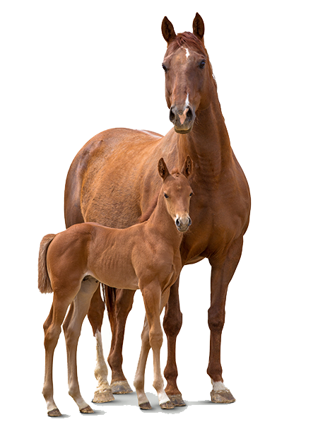 horse and a foal