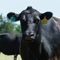 ProCycle is an elite, cutting-edge cattle mineral with proven consistent consumption designed to get cows bred