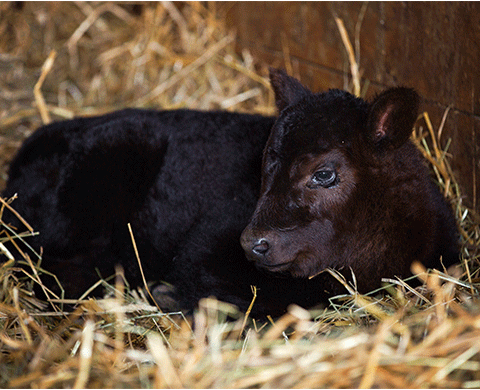 Black calf laying in straw