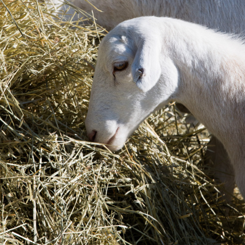 Alfalfa vs. Grass Hay Nutrition | Purina Animal Nutrition