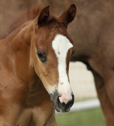 image of a orphan foal