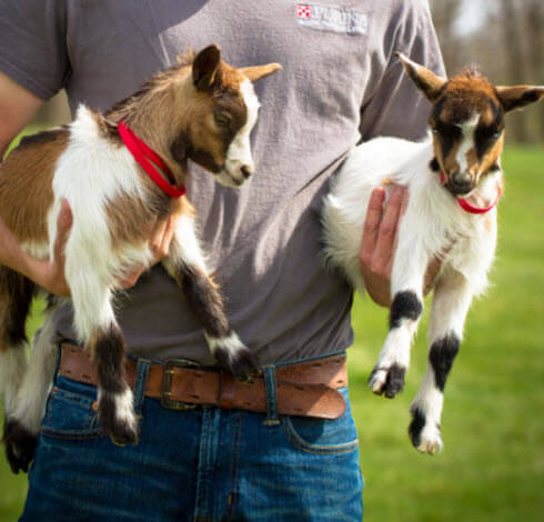 image of kid goats
