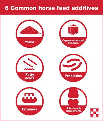 infographic of six common additives in horse feed