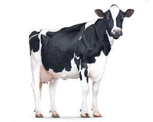 Dairy Cow Category Image