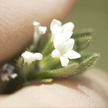 Omega Ahiflower