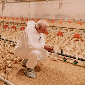 image of commercial poultry operation