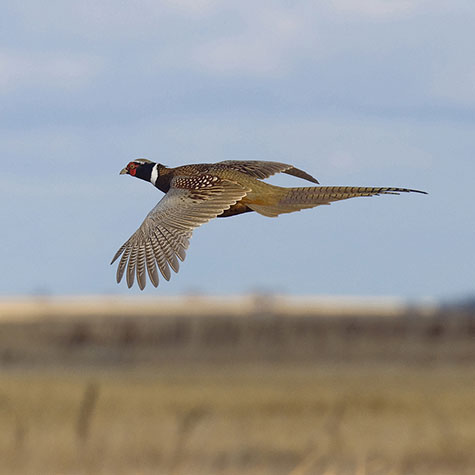 image of a game bird flying