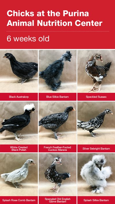 Infographic showing nine different chicken breeds of 6-week-old chicks at the Purina Animal Nutrition Center