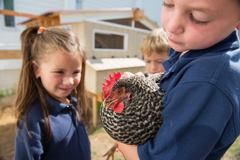 schoolyard children holding a backyard chicken