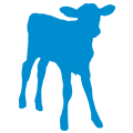 calf icon