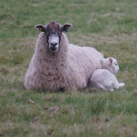 A ewe and lamb lying together in greening up grass.