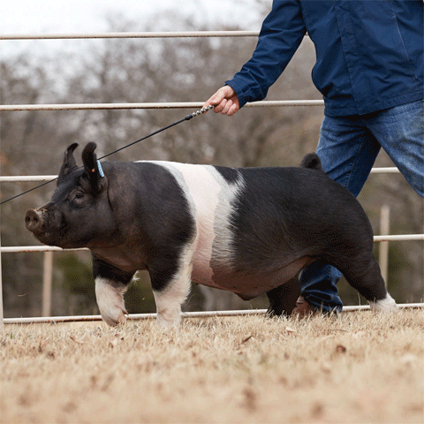 image of a boy and a show pig