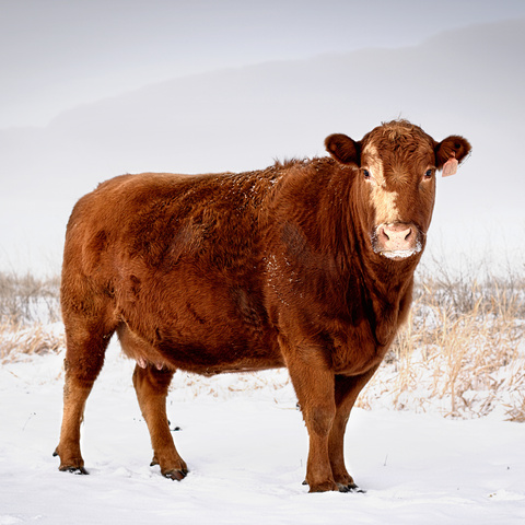 Why Rumen Microbes Matter for Cattle | Purina Animal Nutrition