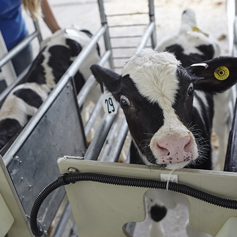 Young Holsteins dairy calf looks out from an automatic calf feeder stall