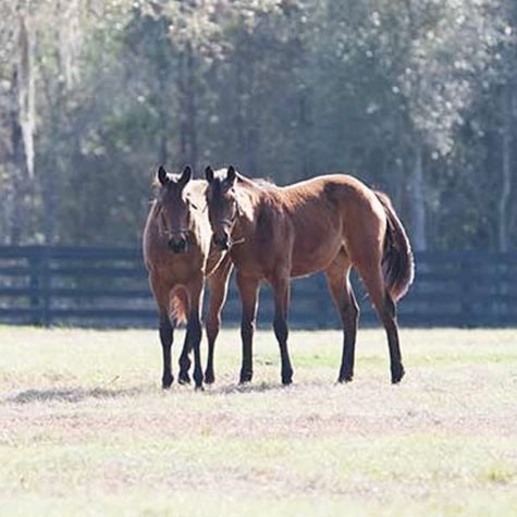 image of two horses