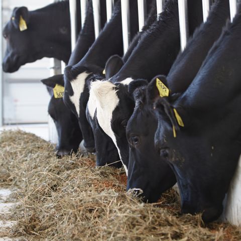 Image of black and white dairy cows eating