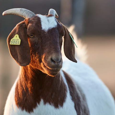 Close-up of a brown and white goat.