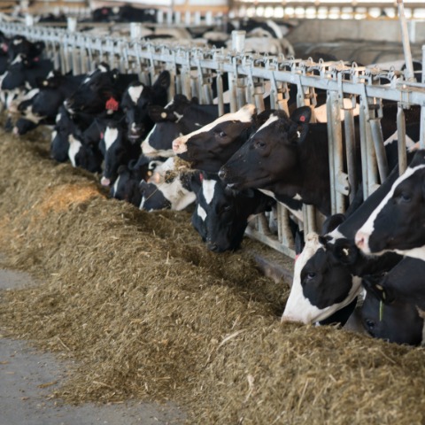 A group of Holstein heifers eating a total mixed ration or TMR. 