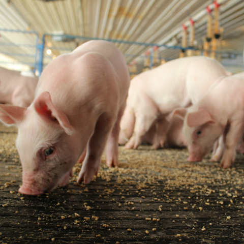 pig feeding program efficiency