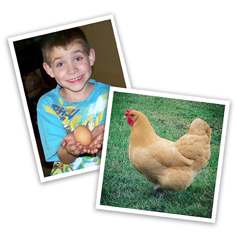 image of local chicken enthusiasts from contest