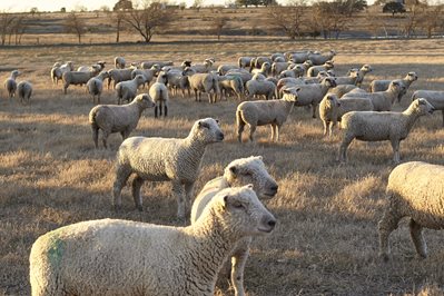 A flock of Southdown sheep gather in a pasture with leafless trees in the background.