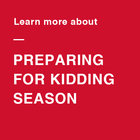Download your free Kidding Guide Prep