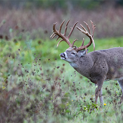 image of a wildlife deer