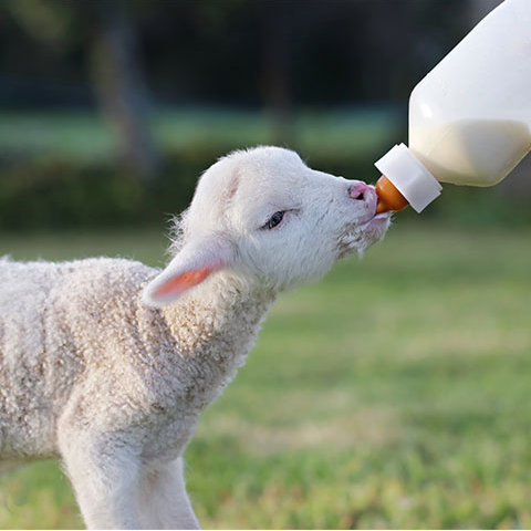 Baby Lamb Drinking Milk Replacer