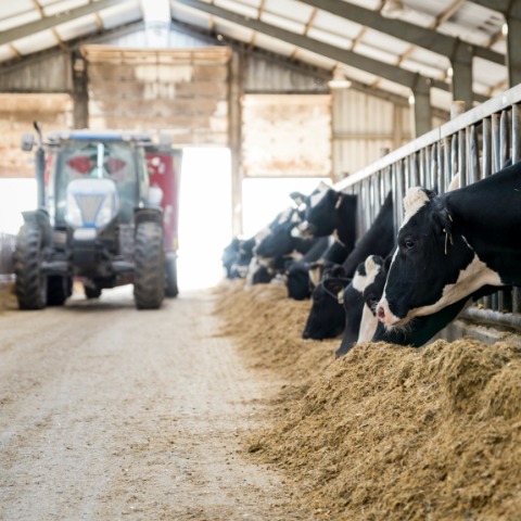 Holstein dairy cows eating a total mixed ration or TMR.