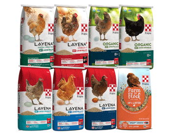 Purina Flock complete layer feed packages